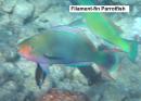 Filament-fin Parrotfish variety